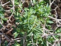 Euphorbia acanthothamnos (fam Euphorbiacees) (Grece, Turquie) (Parc de la tete d'or) (3) (Photo F. Mrugala)